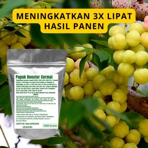 Pupuk Booster Cermai Pelebat Organik Cepat Berbuah Lebat Besar Anti Rontok Pembesar Cermai
