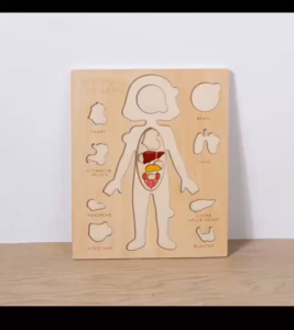 Wooden Internal Organs Multilayer Learning Anatomical Human Body Puzzle Early Education Toy
