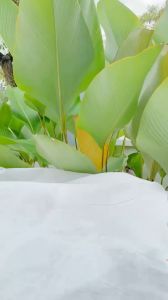 D`SAVIOR Body Whitening serum