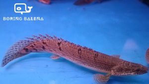 BRBN Marbled Bichir / Polls Bichir - Polypterus Polli - Bichir Fish - Dinosaur Bichir - Ikan Bichir - Aquarium Freshwater Fish / Ikan Air Tawar