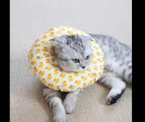 VÒNG CỔ THÚ CƯNG VÒNG CỔ LOA CHỐNG LIẾM CHO THỎ CHÓ MÈO TỪ 0.1-8KG CHO CHÓ MÈO THỎ