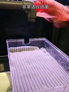 Busa Kapas Filter Aquarium Kolam 8D 30x40x2 CM Import Tahan Lama