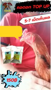 คอดอกไก่ชน