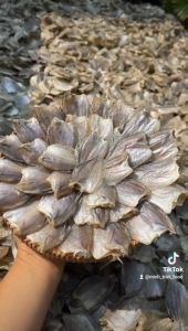 Khô Cá Sặc Bướm Cá Đồng 100% Đặc Sản Miền Tây Dân Dã- VỰA KHÔ NÀNG TIÊN