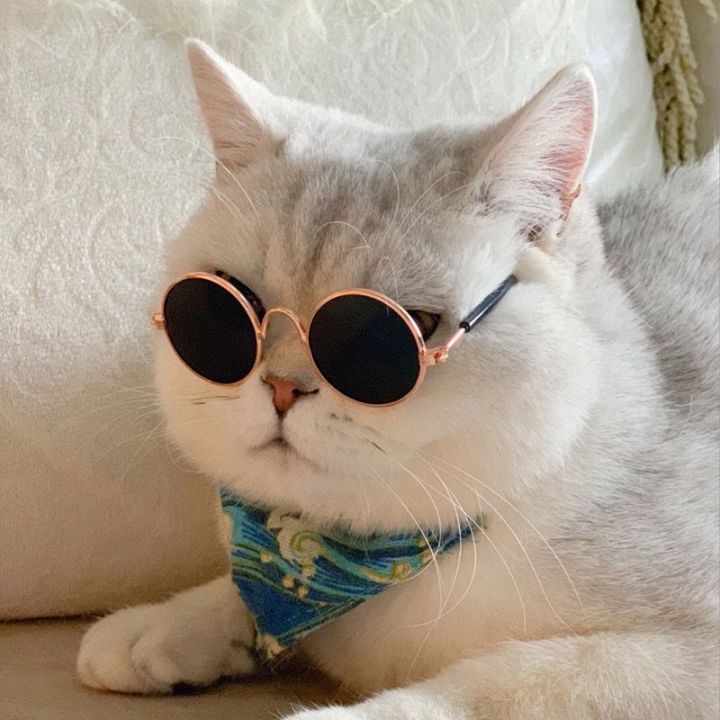 cat with glasses meme