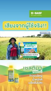 เซลติมา (ขนาด 1 ลิตร) (ไพราโคลสโตรบิน) ป้องกันเชื้อราเมล็ดด่างในนาข้าว โรคใบไหม้ โรคไหม้คอรวง