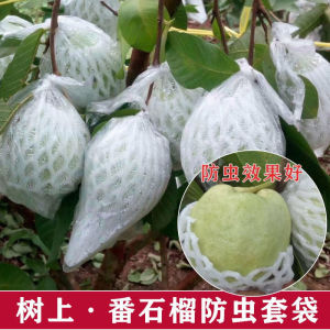 Guava fruit insect-proof bag guava fruit net bag sar655998