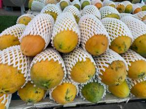 มะละกอ มะละกอฮอลแลนด์ มะละกอสุก มะละกอห่าม หวาน หอม อร่อย