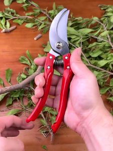 【SANTINO】SK5 Stainless Steel Pruning Shears Gardening Pruning Shears Tree Pruner Grafting Tool Trimming Plants Garden Scissors Home Hand Bonsai Tool Shear Grafting Prunning Trees Stainless Steel Scissors