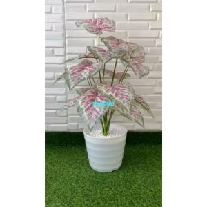 Pohon Artificial Tanaman Hias Calladium Pink X18 Semilatex Pot Ulir Dekorasi Kantor Hiasan Rumah Aesthetic