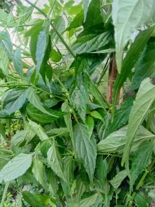 daun kallngsiir daun belalai gajah daun fresh baru petik di pohon 115 gr