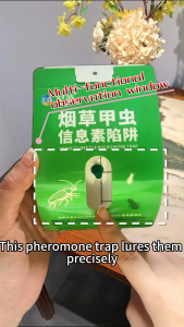 1 Set KongXiao Pantry Beetle Trap (Glue Boards + Lure Included) - Long-Lasting Grain Protection | Pheromone Attraction
