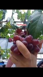 Bibit Anggur Ninel Grafting Mudah Berbuah