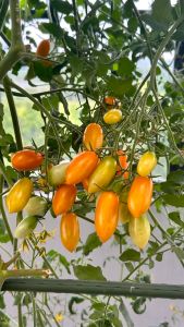 Hạt Giống Cà Chua Phú Nông Chịu Nhiệt Trái To Siêu Kháng Bệnh PN-209