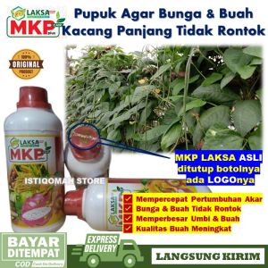 Pupuk Agar Bunga dan Buah Kacang Panjang Tidak Rontok yang Bagus dan Paling Ampuh MKP LAKSA GROW 500ML Obat Semprot Pelebat Buah Tanaman Kacang Panjang Berbuah Lebat Terbaik dan Murah Terbukti Manjur