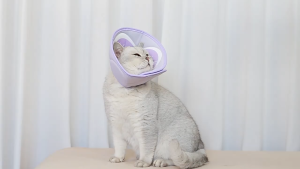Breathable Elizabeth Collar Soft Mesh Pet Cone Anti Licking Biting Medical Recovery Collar Adjustable Cat Dog Pet Kolar