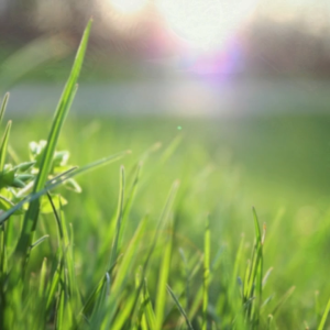 Aquastore Water Retention Gel 100g 250g 500g 1kg hydrogel Tanaman Sihat Kurang Siraman Subur