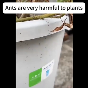 【No ants for 10 years】Ant Medicine Kill all the ants in the house ant killer powder ant poison Ant bait  ant repellent ubat semut berkesan racun semut berkesan 蚂蚁药粉