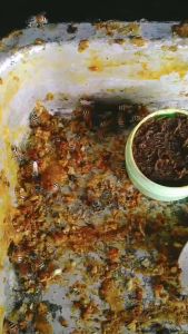 สำหรับล่อผึ้งโพรง ไขล่อผึ้งโพรง สารล่อผึ้งโพรง ครีมสำหรับล่อผึ้งโพรง เทคโนโลยี่ใหม่ในการล่อผึ้ง