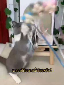 ไม้ล่อแมว ทีเซอร์แมว แท่งคริสตัลกริป ความยืดหยุ่นสูง และความเหนียวแข็งแรง กระดิ่งกำหนดค่าหัว เขย่าพู่ ดึงดูดความสนใจได้อย่างรวดเร็ว พาแมวเคลื่อนไหว ปลอดภัยรักษาสิ่งแวดล้อม ของเล่นแมว