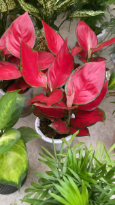 Cây vạn lộc đỏ tươi dễ sống để trang trí bàn làm việc văn phòng cây thủy sinh dễ chăm sóc cây thanh lọc không khí