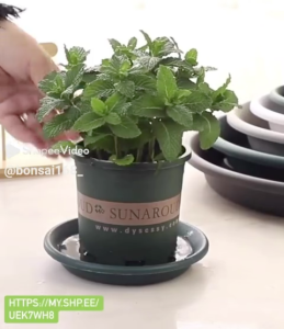 🔥Bonsai168🔥Matte Resin Plant Tray – 15cm to 27cm Thick & Breathable Base Plate for Flower Pots