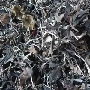 Bạch Trà mẫu đơn Tà Xùa - Trà Shan tuyết cổ thụ - Trà Mẫu đơn