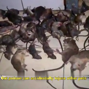 Mothballs For Rats: A Long-Acting Rat Repellent