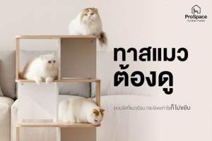 ProSpace คอนโดแมว บ้านแมว ชั้นแมวมินิมอล  สินค้าใหม่