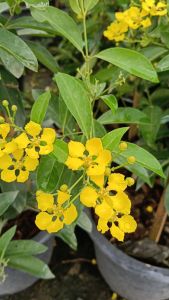 พวงทองปีกผีเสื้อ ทองนพคุณ กระถาง 11 นิ้ว ต้นสวย (กทม)