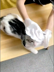 48PCS PET Glove Wipes No Wash Bathing Cleaning Wet for Dogs and Cats Pet Eye Ear Cat Dog Tear Stain Remover Pet Cleaning & Deodorizing Bath Wipes for Dogs and Cats 6pcs per pack Antibacterial Rate >99% Non-Alcohol Cats Dogs Gloves Wipes