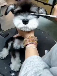 Pet Grooming Scissors Professional Stainless Steel Scissors for Cutting Dog Hair Pets Shears Animal Cutter New Safty Pet Scissors Kit