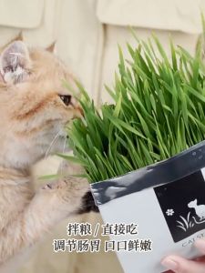 ชุดหมา หญ้าแมว หนู กระต่าย และสัตว์กิน สำหรับ หมา แมว หนู กระต่าย นก และสัตว์กินอื่นๆ จัดส่งที่รวดเร็ว ข้าวสาลีแมว หญ้าแมว