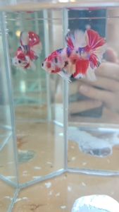 Candy Marble Bloodline Multicolour Betta for Aquarium Decoration