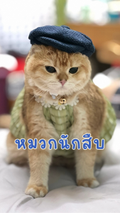 หมวกคาวบอย หมวกสัตว์เลี้ยง หมวกแมว หมวกหมา Cowboy Pet Hat