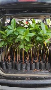 Bibit Alpukat Roro Valid Super Genjah JUMBO