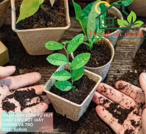 CG8UTH - 50 chậu giấy tròn tự hủy ươm cây giống tiết kiệm và bảo vệ môi trường. size 7.5x8cm