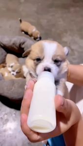 ขวดนมสำหรับสัตว์เลี้ยง ขวดนมแมว ขวดนมหมา ขวดนมสัตว์เลี้ยง ขวดนม ใช้ป้อนลูกสุนัขแรกเกิดและ ลูกแมว ขวดนมลูกสุนัข จุ๊กนมนุ่ม ขวดนมแมว