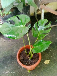 monstera deliciousa (LIVE)