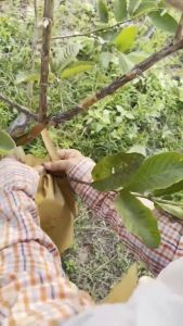 ถุงห่อผลไม้ ถุงห่อฝรั่ง คาร์บอนขนาด 20*25/20*30 ซม 100 ใบ ถุงกระดาษคาร์บอน ใหม่ล่าสุดมี2ขนาด 2 ชั้น กันน้ำ กันแมลงและนก แข็งแรงทนทาน