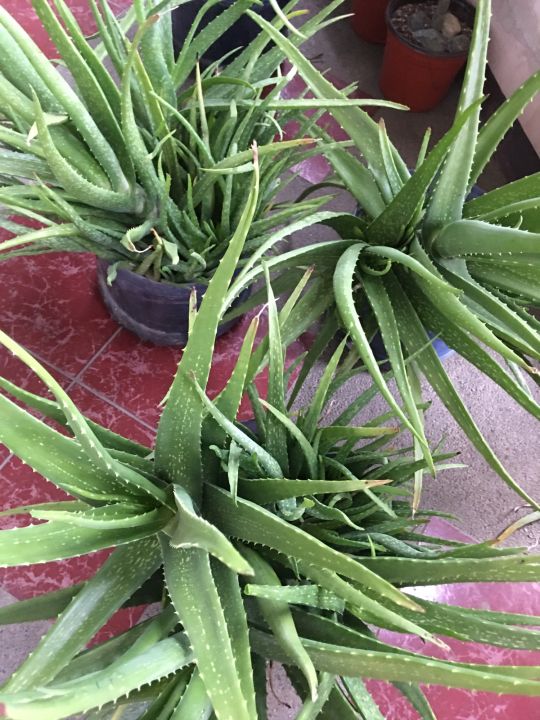 Aloe vera uprooted (plant only) Lazada PH