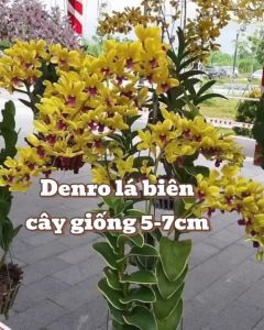 Chớp mekong giống