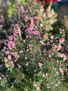 มานูก้าขนาด70-90cm(Leptospermum scoparium Bellarina) Tea Tree ไม้ดอกมากคุณประโยชน์ต้นกำเนิดจากนิวซีแลนด์ เป็นไม้ทนแล้ง ชอบดินร่วนระบายน้ำได้ดี เลี้ยงง่าย อายุยืน ให้ดอกได้ในทุกฤดูกาล