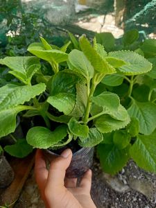 1Chậu Rau Tầng Dày Lá -Rau Húng Chanh(Dược Liệu Quý Hỗ Trợ Điều Tr.ị Viêm Họng)