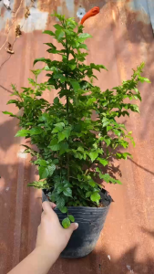 Cây Rạng Đông (Hoa Chùm Ớt) - Tổng thể tầm 50-60 cm - Đang hoa hoặc sắp ra hoa!