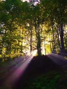 2024  New F38 Quick Release Fluid Video Head 360° Panoramic Gimbal Head Tilt 145° w Detachable Handle for Tripod ing