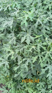 DAUN PEPAYA JEPANG/TANAMAN ECOPRINT/DAUN UNTUK ECOPRINT/ /DAUN ECOPRINT