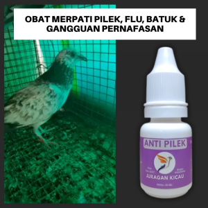 Obat Pilek Merpati Terkena Flu Batuk Gangguan Pernafasan Dan Infeksi Tenggorokan