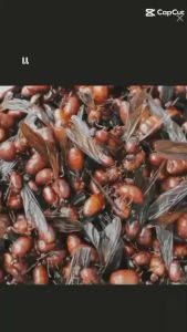 แมงมัน คั่ว ทอด แมลง อร่อย หอม สด สะอาด พร้อม อร่อย ทาน คั่ว ทอด แมลง จาก เชียงราย