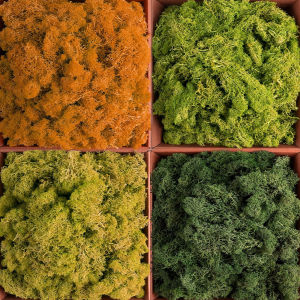 Cỏ Xanh Nhân Tạo Mini 500g/1000g Dùng Trang Trí Nhà Cửa Làm Vườn Thủ Công DIY Cây Giả Vĩnh Cửu Bằng Nhựa Resin